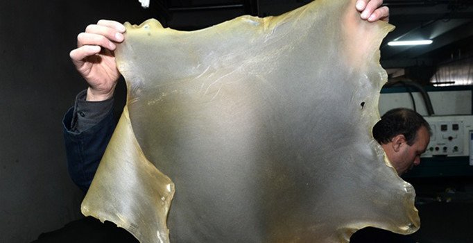 Türk firması 'şeffaf deri' üretti