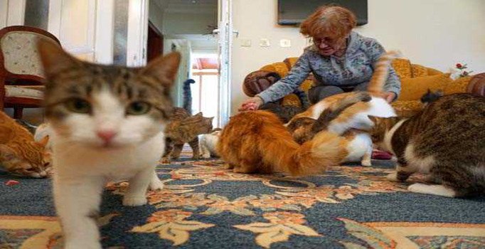 Sokak kedilerine evinin sıcaklığını paylaştı