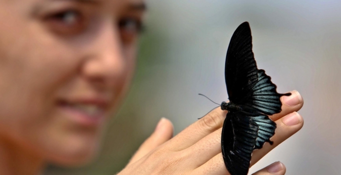 Antalya'da yeni açılan bu
parkın asıl sahibi kelebekler