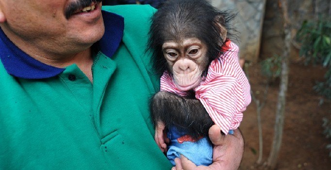 Şempanze 'Can' zürafa ve fillerin tahtını elinden aldı