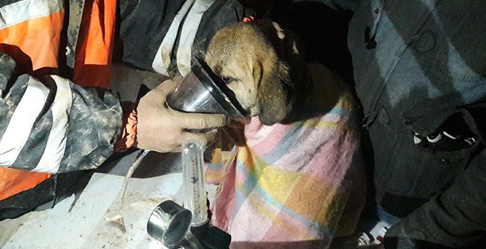 Kuyuya düşen yavru köpek 11 gün sonra kurtarıldı