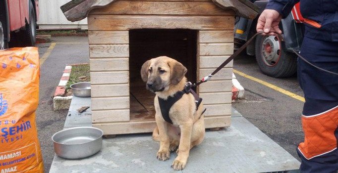 Kuyudan kurtarılan 'Kuyu' kurtarma köpeği olacak
