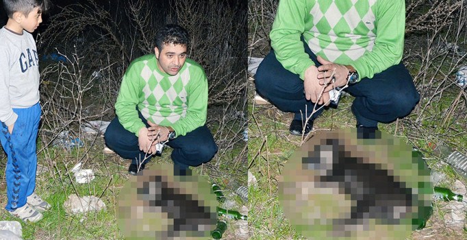 Muğla Milas'ta 15 kedi ve köpek öldürüldü