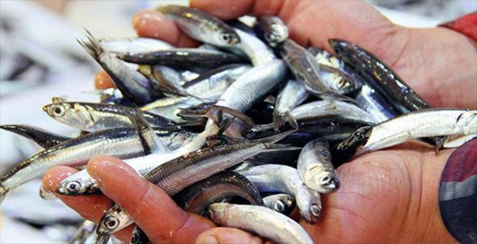 Hamsi fiyatları el yakıyor