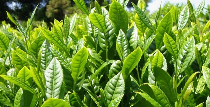 Yeşil çay kansere iyi geliyor kötü kolesterolü düşürüyor