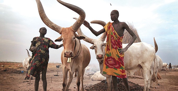 ‘Krallar’ sığırların üzerine titriyor