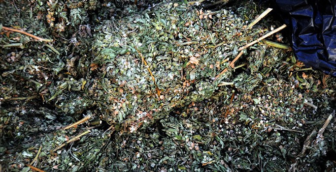 Hollanda devlet denetiminde esrar yetiştirecek