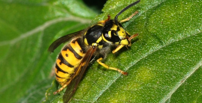 Kanserde yeni umut: 
Eşek arısı