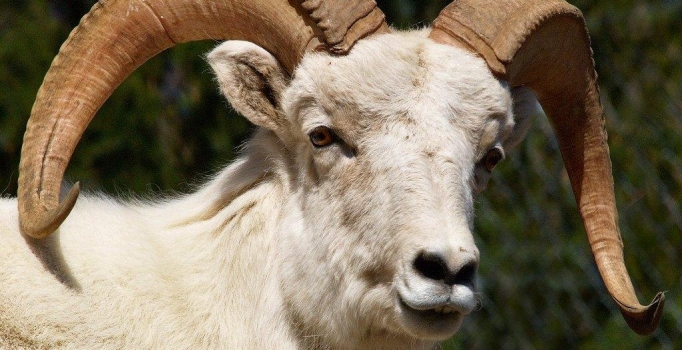 Kurban Bayramı Tatili Kaç Gün?