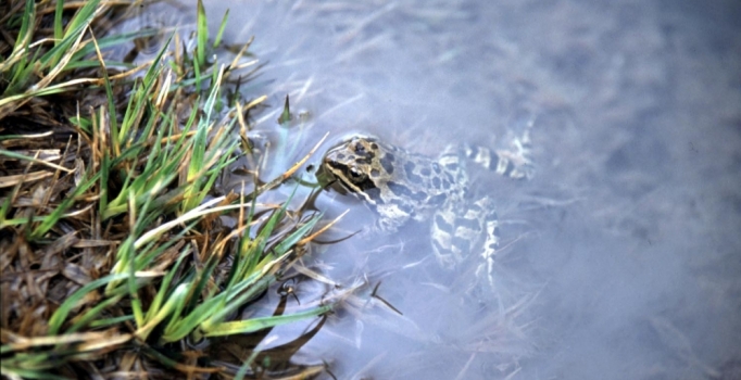 Dünyanın ötmeyen tek 
kurbağası Niğde'de var