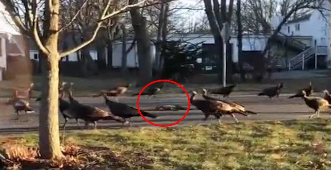 Kedinin cansız bedeni etrafında dönen hindiler dünyada gündem oldu | Video