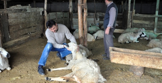Sorgun'da telef olan 40 koyunda veba şüphesi