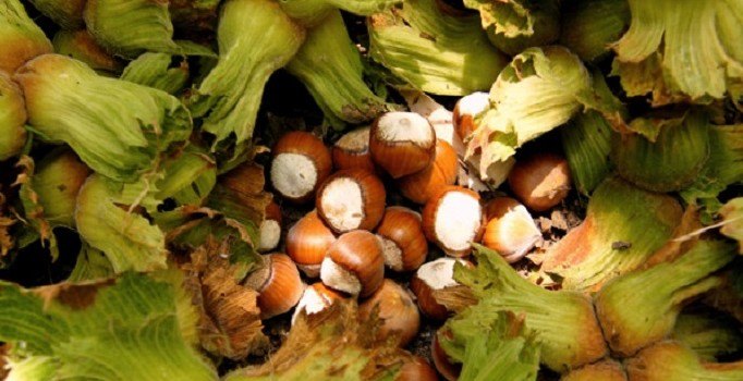 Fındıkta tarım sigortası tarihi uzatıldı