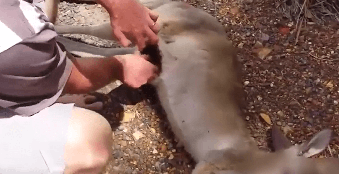 Ölü kangurunun karnındaki bebeği elleriyle kurtardı | Video