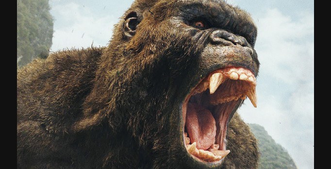 Dev goril tehlikeli cehaleti tokatlıyor