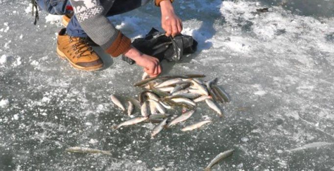 41 balık türü tükenme riski altında