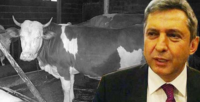 İBB Meclis Üyesi Sipahi'den Hollanda'ya çağrı: Özür dile, ineği kurtaralım