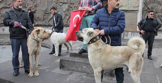 Kangal köpekli Hollanda tepkisi