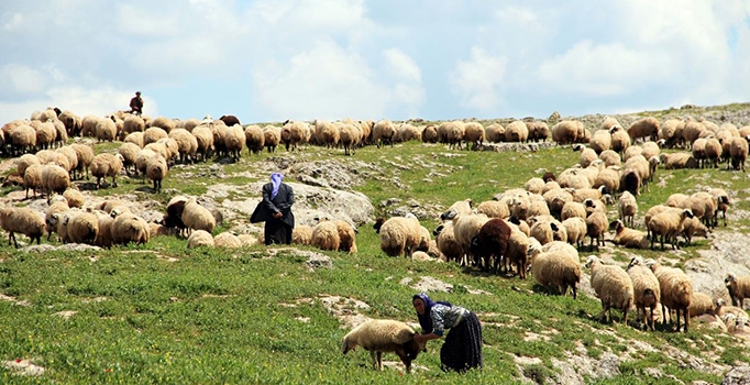 Bol yağışlar, besicilerin yüzünü güldürdü