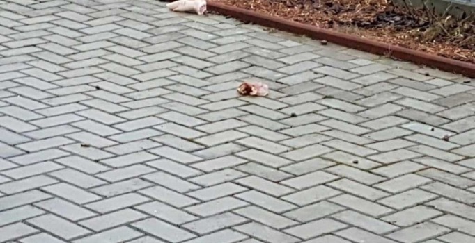 Almanya'da camiye domuzlu saldırı