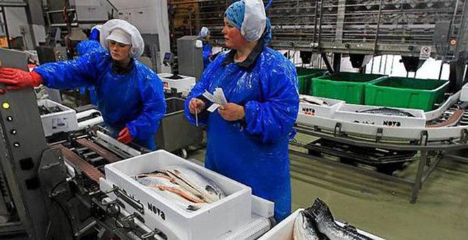 Norveç su ürünleri şirketi her bir çalışanına 22 bin Euro ikramiye dağıtacak