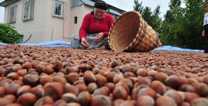 "Fındık fiyatı 15 liraya ulaşacak”