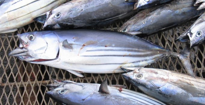 Palamut bolluğu balıkçıların yüzünü güldürdü