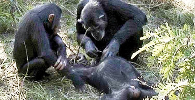 Şempanzelerden ‘dişli’ tören