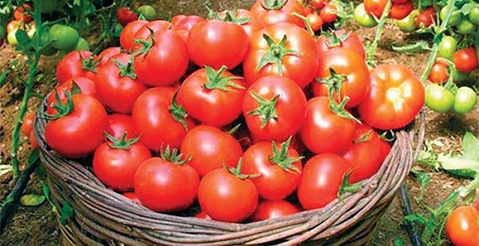 Muğla'da domates üreticinin yüzünü güldürdü | Muğla haberleri