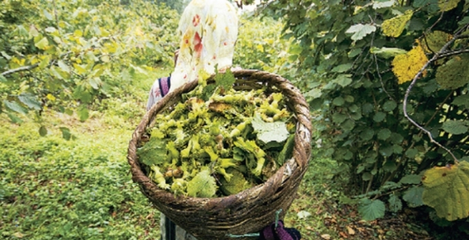 Fındık fiyatında yükseliş umudu