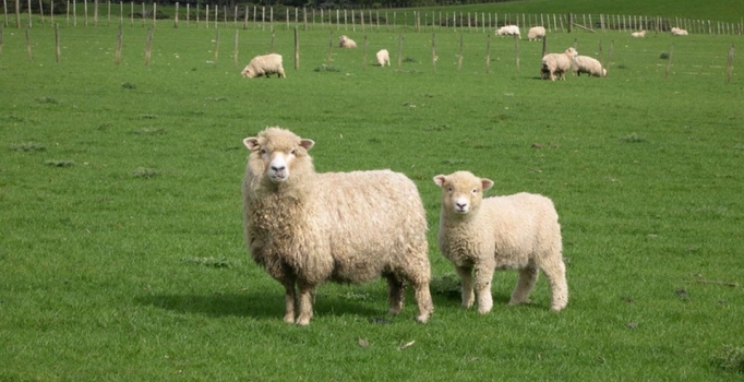 Marketlerde kurbanlık fiyatı ne kadar?