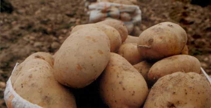 Patates üreticileri düşük fiyattan dertli