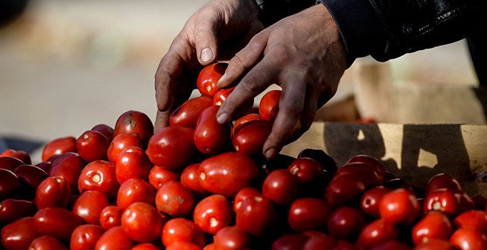 Rusya, 1 tonun üzerinde Türk domatesini imha etti