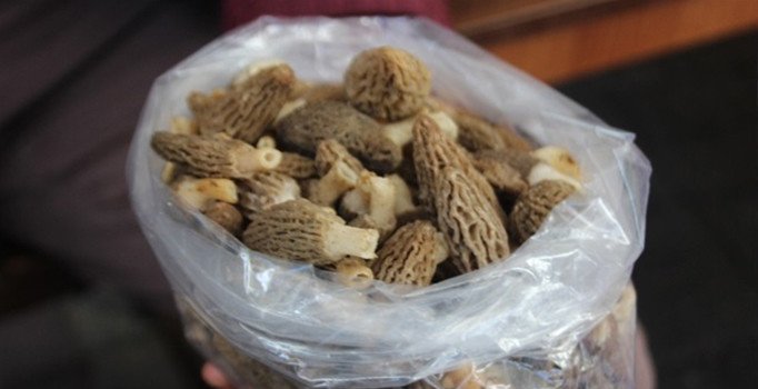 Kuzu göbeği fiyatları cep yakıyor