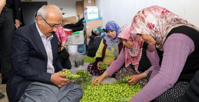 Bakan Elvan halde erik paketledi, traktöre bindi