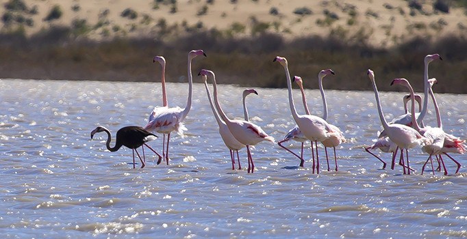 Siyah flamingo Adana'da görüntülendi