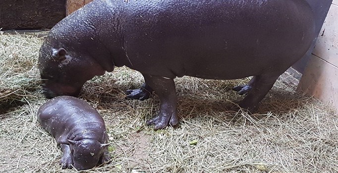 Türkiye'de bir ilk: Cüce su aygırı doğum yaptı