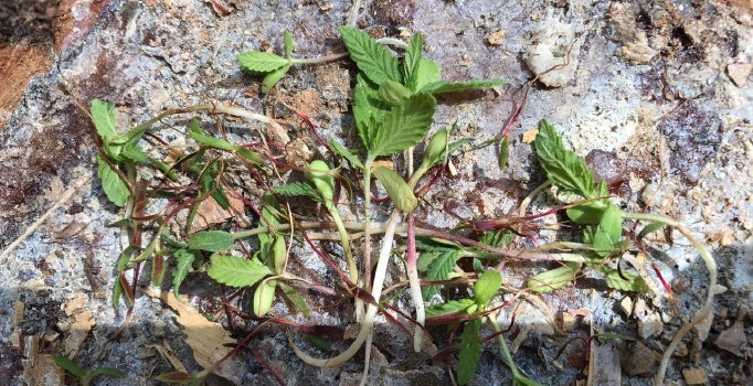 Adana'da 40 bin kök Hint keneviri ele geçirildi