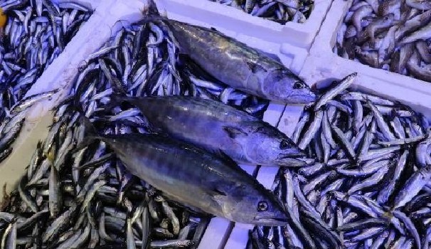 Hamsi balıkçıların yüzünü güldürmedi