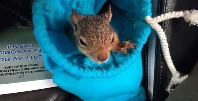 İstanbul'da Sincap şebekesine darbe