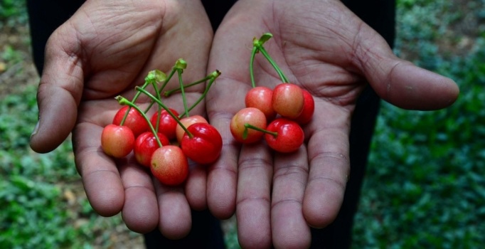 Kiraz fiyatları el yakıyor