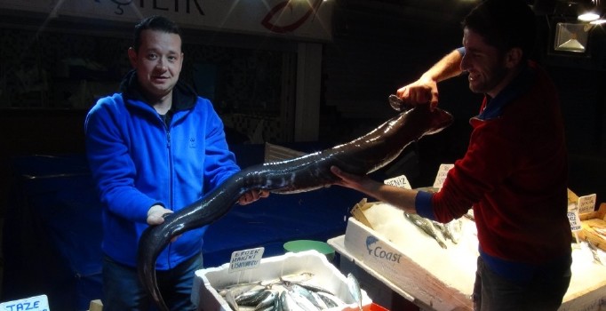 Bandırma'da 2 metrelik Müren balığı avlandı