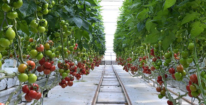 İsrail Türkiye'den ithal edilecek domatesten vergi almayacak