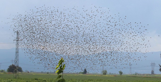 Aydın Ovası'nı kuşlar istila etti | Aydın haberleri