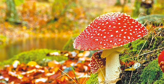 Antibiyotik direnci ortadan kalkabilir