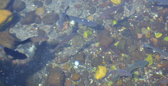 Çanakkale gazisi 'Asker Balıklar' ziyaretçi akınına uğruyor