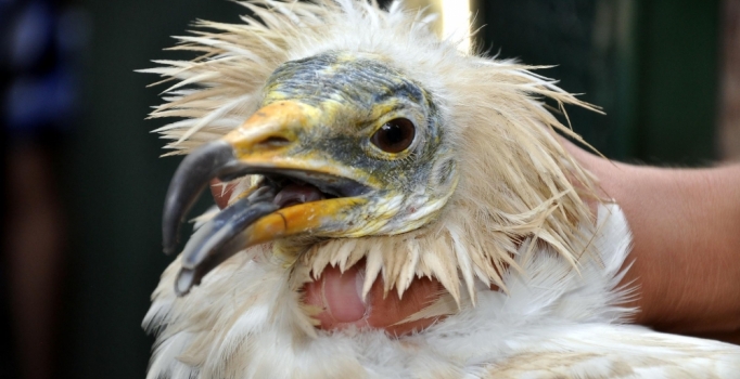 Nesli tükenme tehdidi altında 
olan küçük akbaba kurtarıldı