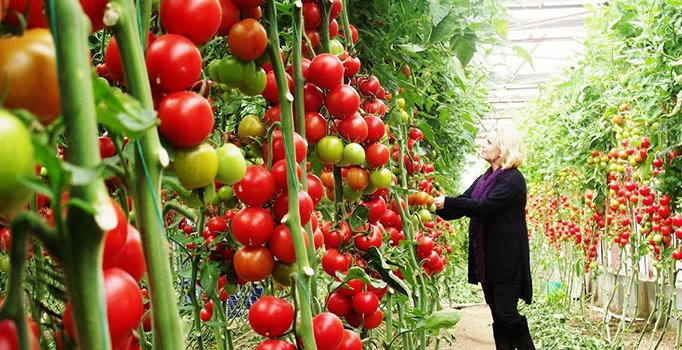 Rusya: Türk çiftçiler, ürünleri için kalite güvencesi veremiyor