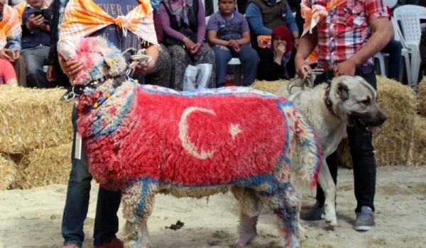 Burdur'da en güzel keçi ve koç yarışması yapıldı