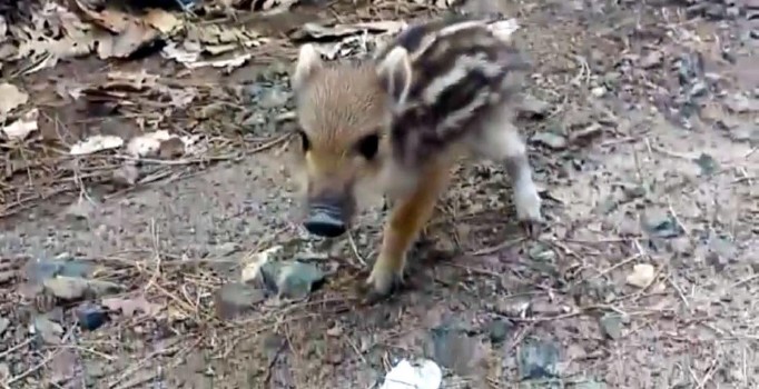Çanakkale'de yavru domuza orman işçileri yardım etti | Çanakkale haberleri